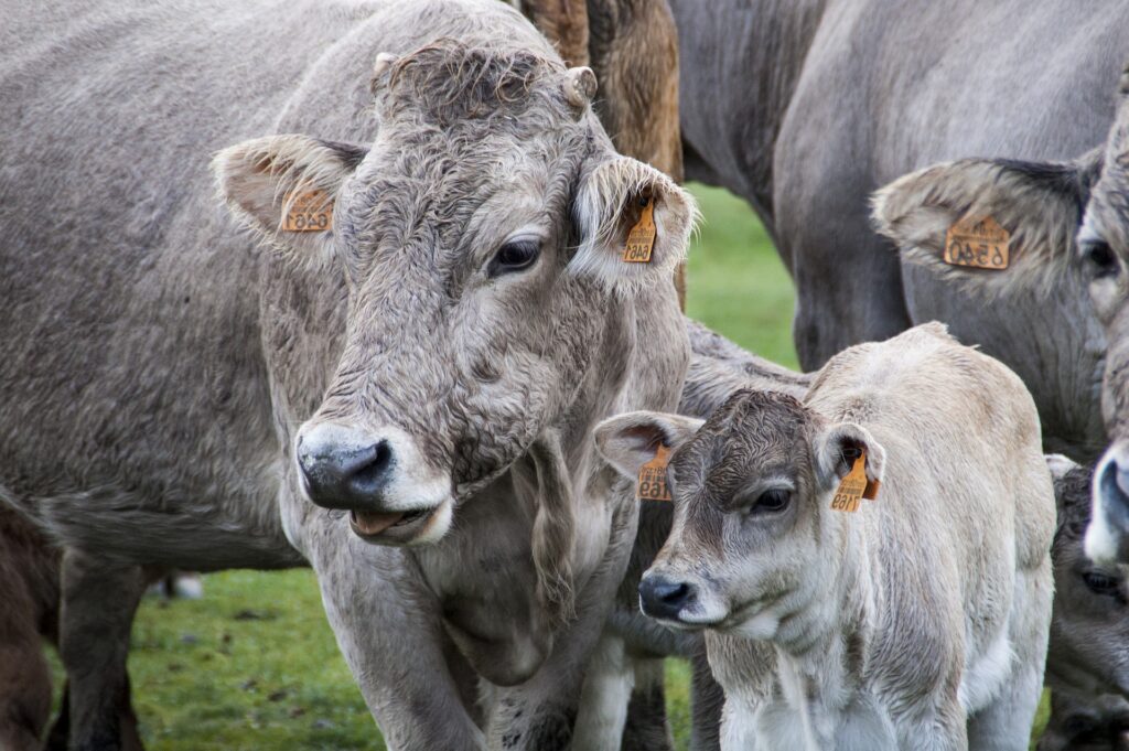 Il cibo e il cambiamento climatico: riduzione degli allevamenti intensivi